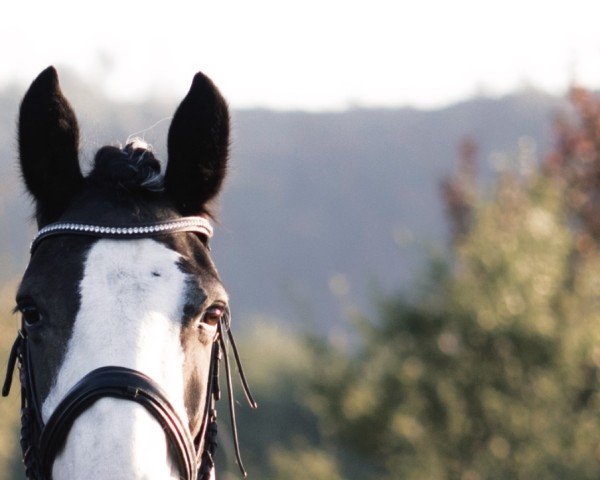 dressage horse Miss Eliz (Irish Sport Horse, 2009)