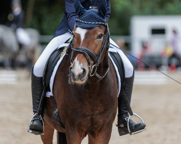 Dressurpferd Duke of Daylight (Deutsches Reitpony, 2013, von Dankeschön)