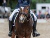 dressage horse Duke of Daylight (German Riding Pony, 2013, from Dankeschön)