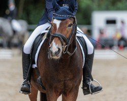 dressage horse Duke of Daylight (German Riding Pony, 2013, from Dankeschön)