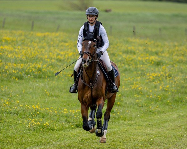 jumper Lord of Summer (KWPN (Royal Dutch Sporthorse), 2016, from Jaguar Mail)