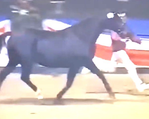 broodmare Fin (Holsteiner, 1991, from Calando I)