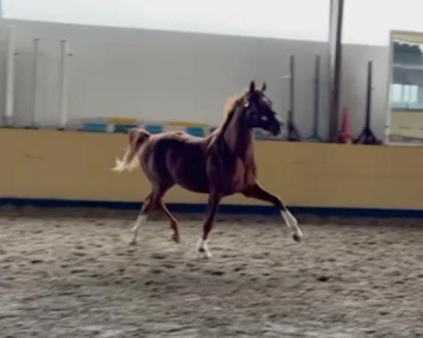 dressage horse Surprice 34 (Oldenburg, 2020, from Springbank II Vh)