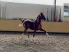 dressage horse Surprice 34 (Oldenburg, 2020, from Springbank II Vh)