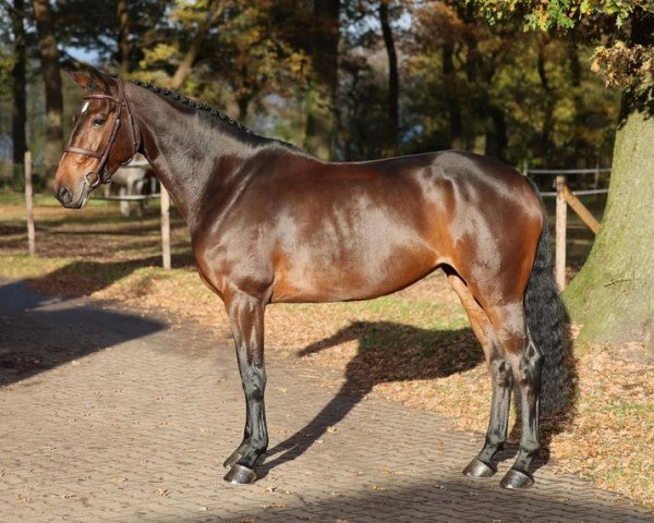 jumper Balou's Chicolina (Hanoverian, 2018, from Balou du Rouet)