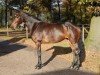 jumper Balou's Chicolina (Hanoverian, 2018, from Balou du Rouet)