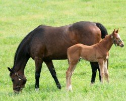 broodmare Zellda xx (Thoroughbred, 2017, from Medaglia d'Oro xx)