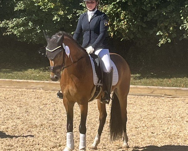 stallion Steendieks Danciano (German Riding Pony, 2019, from Steendieks Morgensterns Dalai)