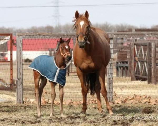 Pferd Stute von Kingman xx (Englisches Vollblut, 2023, von Kingman xx)