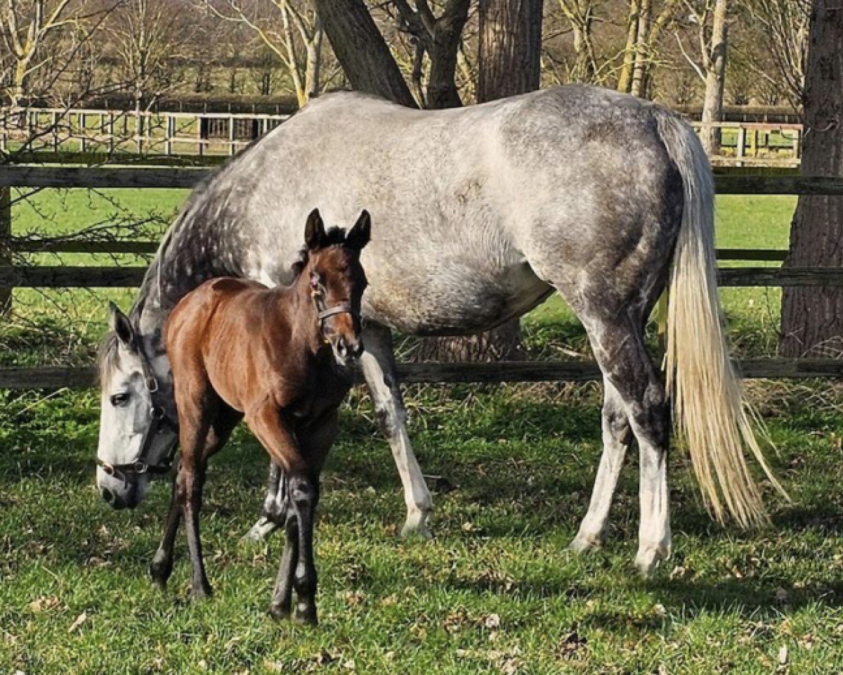 horse Stute von Dubawi xx (Thoroughbred, 2024, from Dubawi xx)