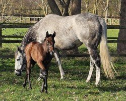 foal by Stute von Dubawi xx (Thoroughbred, 2024, from Dubawi xx)