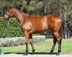 horse Stute von Snitzel xx (Thoroughbred, 2022, from Snitzel xx)