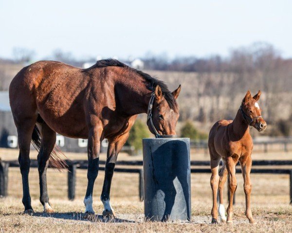 foal by Stute von Curlin xx (Thoroughbred, 2024, from Curlin xx)