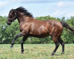 broodmare Magic Dance xx (Thoroughbred, 2017, from More Than Ready xx)