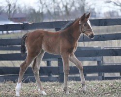 foal by Stute von Constitution xx (Thoroughbred, 2024, from Constitution xx)