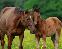 foal by Stute von Siyouni xx (Thoroughbred, 2024, from Siyouni xx)