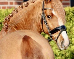 Dressurpferd Gentleman HR (Deutsches Reitpony, 2020, von Glück Auf A)