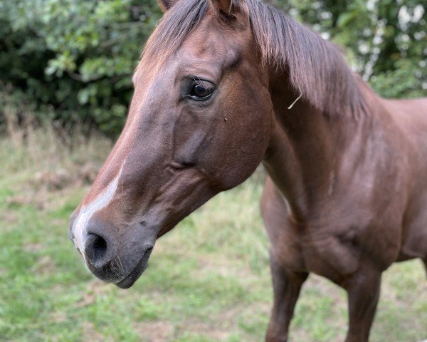 broodmare Diva (Hanoverian, 2014, from Dr. Watson)