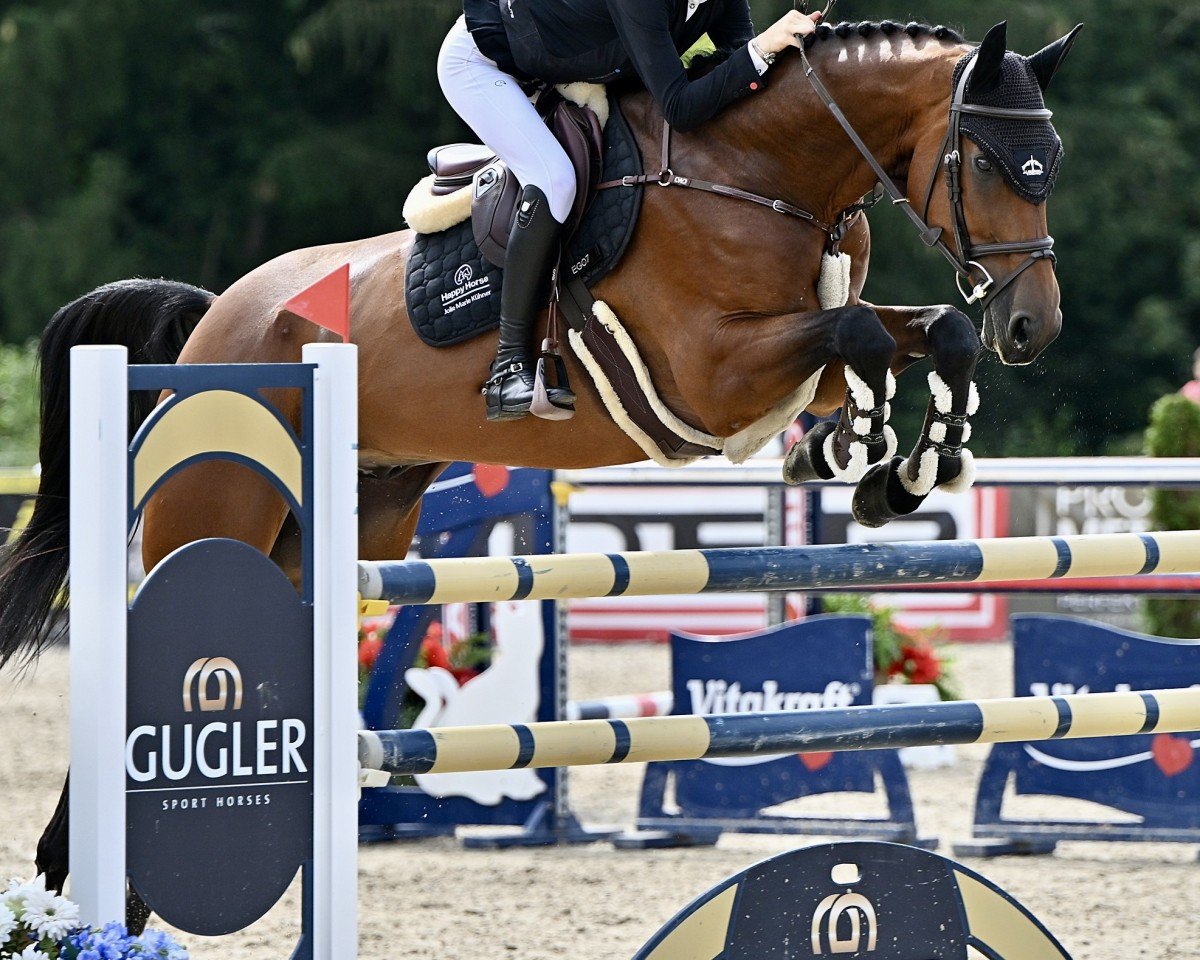jumper Elektric Explosion (Oldenburg show jumper, 2017, from Veyron)