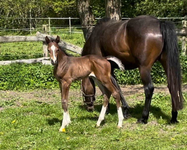 Springpferd Hengst von Nohoval Z / Van Gogh (Holsteiner, 2023, von Nohoval Z)