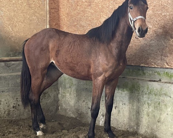 Springpferd Stute von Vigado / Cristo (Holsteiner, 2023, von Vigado)