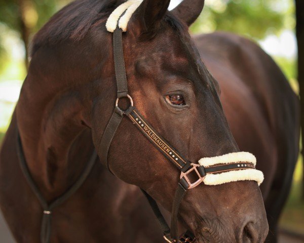 Dressurpferd Dark Chocolate 29 (Oldenburger, 2011, von Dante Weltino Old)