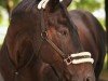 dressage horse Dark Chocolate 29 (Oldenburg, 2011, from Dante Weltino Old)