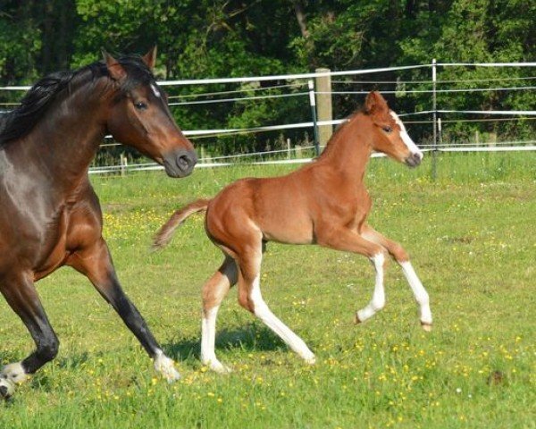 broodmare Freda (Oldenburg, 2008, from For Compliment)