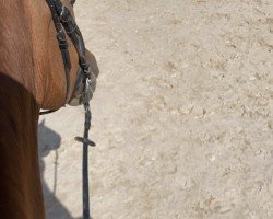 dressage horse White Socks 28 (Oldenburg, 2004, from Weyden)