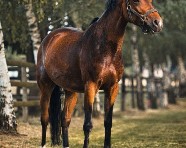 dressage horse Cleopatra D (German Riding Pony, 2018, from Golden Dime)