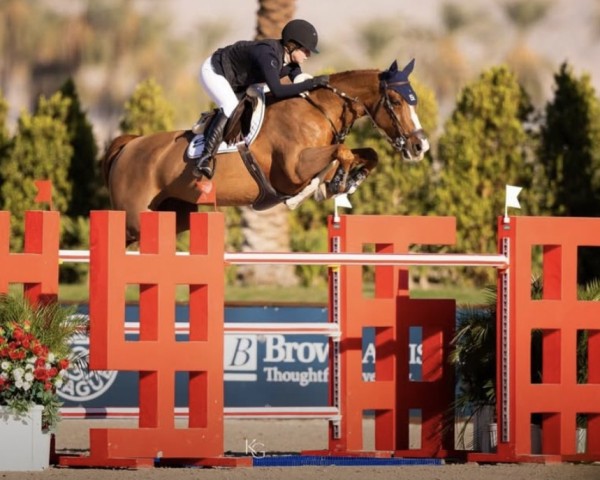 jumper Portobella van de Fruitkorf (Belgian Warmblood, 2015, from Bamako de Muze)