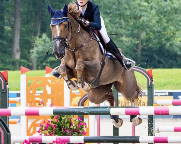 jumper Zimes Square (KWPN (Royal Dutch Sporthorse), 2015, from Zirocco Blue)