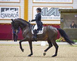 dressage horse Vitus 95 (Westphalian, 2013, from Vitalis)