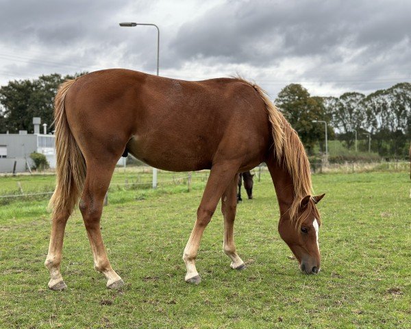 dressage horse Tamaro (KWPN (Royal Dutch Sporthorse), 2023, from Nick Wimphof)