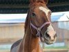 dressage horse Daylight (Rhinelander, 2008, from Dramatic)