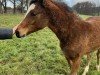 foal by Caribe Air von der Dänenwiek (German Riding Pony, 2024, from Painted Desert)