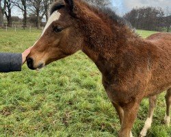 foal by Caribe Air von der Dänenwiek (German Riding Pony, 2024, from Painted Desert)