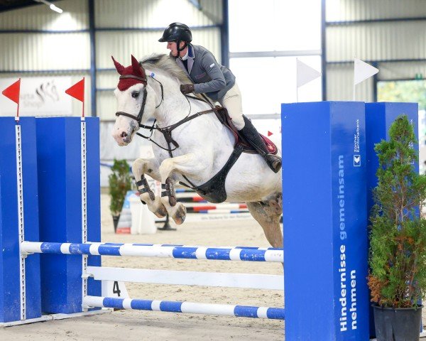 jumper Loubard de St Garin CH (Freiberger, 2016, from Lariboy CH)