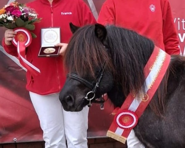 horse Unsinn-L (Shetland Pony, 2022, from Oberbayerns Un Ami)