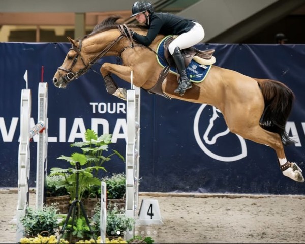 Springpferd Rintintin D'Esprit (Belgisches Warmblut, 2017, von Kassander van het Roosakker)