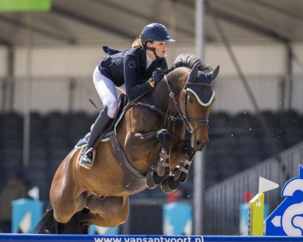 jumper Hyaliet (KWPN (Royal Dutch Sporthorse), 2012, from Back Gammon (NLD))