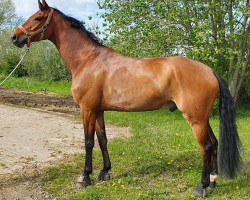 dressage horse Seppel N.B. (Hanoverian, 2014, from Scuderia)