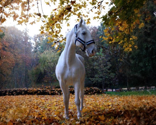 Pferd Tulipan Titan (Lipizzaner, 2009, von Tulipan III-64)