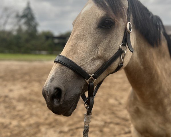 Dressurpferd Golden Girl 181 (Deutsches Reitpony, 2015, von Golden Challenge)