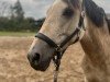 Dressurpferd Golden Girl 181 (Deutsches Reitpony, 2015, von Golden Challenge)