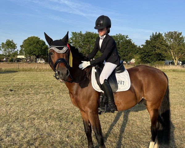 stallion Hesselteichs Le Beau (German Riding Pony, 2018, from Lucky Lao)