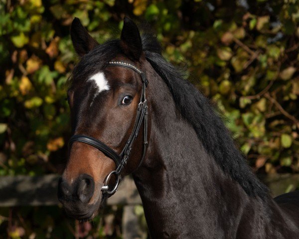 dressage horse Valdi (Rhinelander, 2020, from Vitalis)