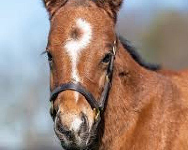 foal by Stute von Into Mischief xx (Thoroughbred, 2024, from Into Mischief xx)