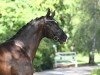 dressage horse Sutherland (Trakehner, 2022, from Saint Cyr)