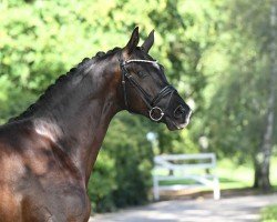 dressage horse Sutherland (Trakehner, 2022, from Saint Cyr)